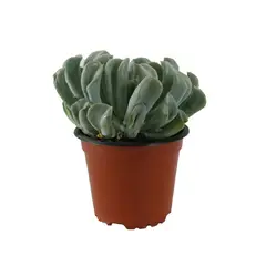 Conaplor - Planta crasulácea runyonii topsy turvy