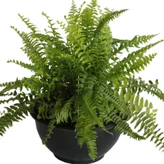 Conaplor - Planta helecho Bostón