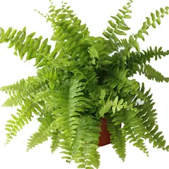 Conaplor - Planta helecho Bostón