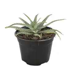 Conaplor - Planta sábila