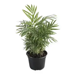 Conaplor - Planta palma camedor