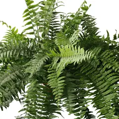 Conaplor - Planta helecho macho