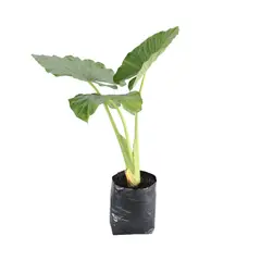 Conaplor - Planta Hoja Elegante