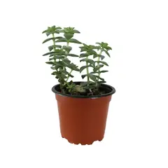 Conaplor - Planta crasulácea perforata