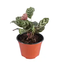 Conaplor - Planta calathea makoyana