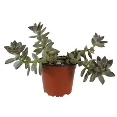 Conaplor - Planta Echeveria darley