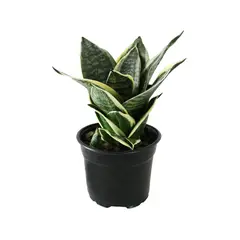 Conaplor - Planta sansevieria