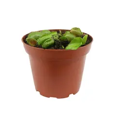 Conaplor - Planta carnivora venus atrapamoscas