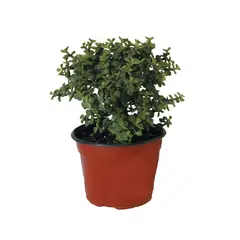 Conaplor - Planta árbol de la abundancia