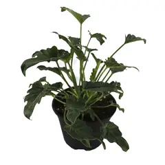 Conaplor - Planta philodendron xanadu