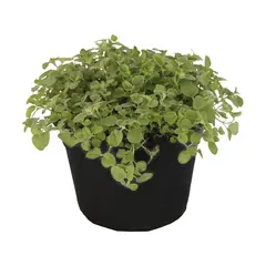 Conaplor - Planta orégano