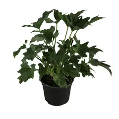 Conaplor - Planta philodendron sellum