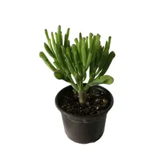 Conaplor - Planta crasulácea ovata hobbit