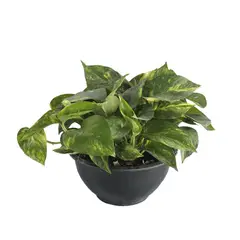 Conaplor - Planta teléfono colgante