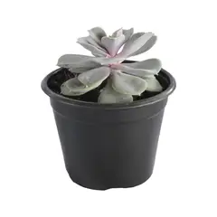 Conaplor - Planta crasulácea perle von