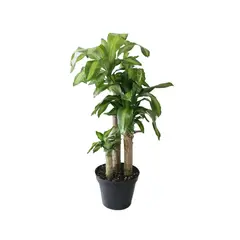 Conaplor - Planta palo de Brasil