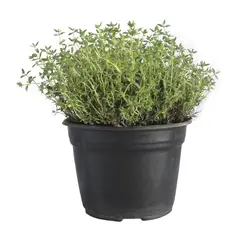 Conaplor - Planta tomillo