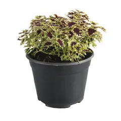 Conaplor - Planta coleo