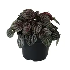 Conaplor - Planta cáscara de nuez