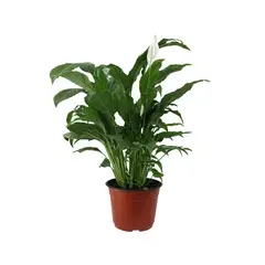 Conaplor - Planta cuna de Moisés