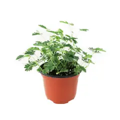 Conaplor - Planta mimosa sensitiva