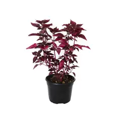 Conaplor - Planta iresine