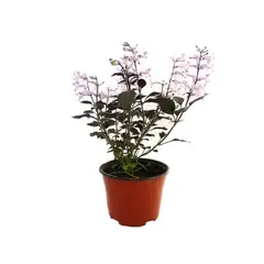 Conaplor - Planta monalisa