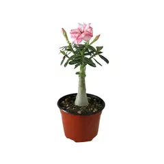 Conaplor - Planta adenium injertado