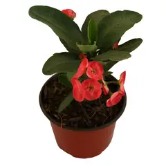 Conaplor - Planta euphorbia