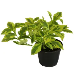 Conaplor - Planta duranta gold