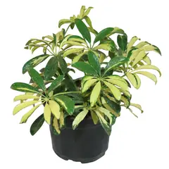 Conaplor - Planta arboricola mini gold