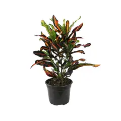 Conaplor - Planta crotón tornillo