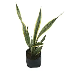 Conaplor - Planta sanciveria