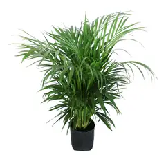 Conaplor - Planta palma areka