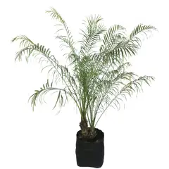 Conaplor - Planta robelina