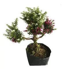 Conaplor - Planta trueno transformer