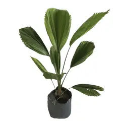 Conaplor - Planta palma licuala