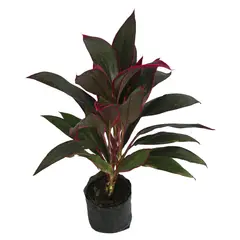 Conaplor - Planta drácena roja