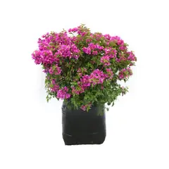 Conaplor - Planta bugambilia minimorada b45