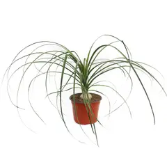 Conaplor - Planta pata de elefante m6"