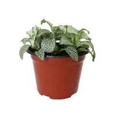 Conaplor - Planta fitonia colores m5"