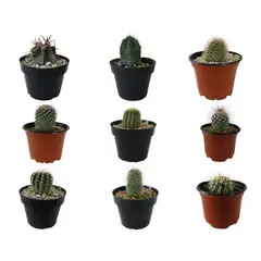 Conaplor - Planta cactus varios m4"