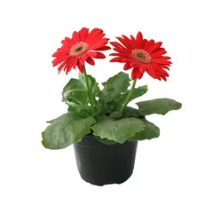 Conaplor - Planta Gerbera Colores M6"