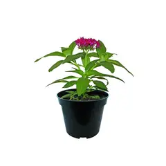 Conaplor - Planta penta colores m6"