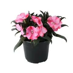 Conaplor - Planta belen nueva guinea m6"