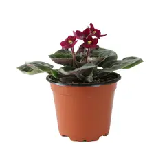 Conaplor - Planta violeta africana m4"