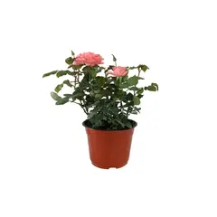 Conaplor - Planta rosa coster colores m6"