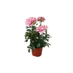 Conaplor - Planta rosa forever colores m6"