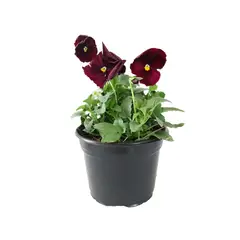 Conaplor - Planta viola colores m6"