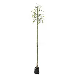 Conaplor - Planta bambu africano b08